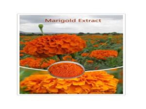 untitled design (12)